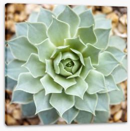 Radial succulent Stretched Canvas 71889350