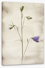 Flowers Stretched Canvas 72825132