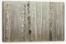 Foggy birch forest Stretched Canvas 73107008