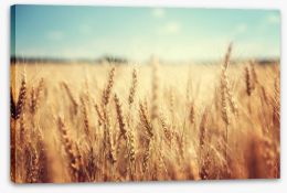 Golden wheat Stretched Canvas 74641866