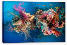 Net fire corals Stretched Canvas 75647640