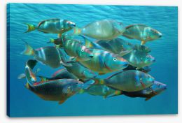Fish / Aquatic Stretched Canvas 76480958