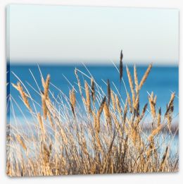 Golden beach grass Stretched Canvas 78489089