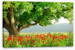 Green tree in the poppy field Stretched Canvas 7853282