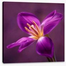 Flowers Stretched Canvas 79034357