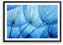 Dandelion blues Framed Art Print 79384975
