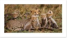 Cheetah cub club Art Print 79653055
