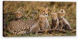 Cheetah cub club Stretched Canvas 79653055