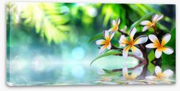 Frangipani water garden Stretched Canvas 79710362