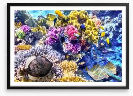 At the coral reef Framed Art Print 79802602