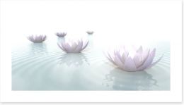 Soft floating lotus Art Print 79997340