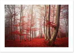 Forests Art Print 80376104