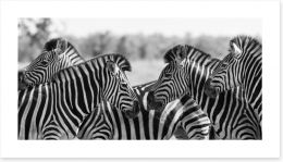 Zebra herd panoramic