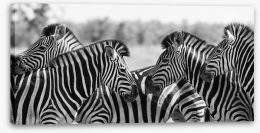 Zebra herd panoramic Stretched Canvas 80752503
