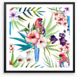 Tropical rosella Framed Art Print 80809466