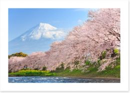 Sakura and Mount Fuji Art Print 81519550