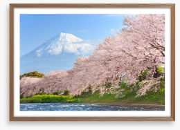 Sakura and Mount Fuji Framed Art Print 81519550