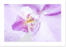 Purple orchid Art Print 81531101
