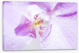 Purple orchid Stretched Canvas 81531101