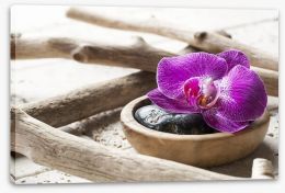Driftwood orchid Stretched Canvas 81865042