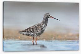 Spotted redshank Stretched Canvas 81931053