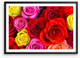 Beautiful bright roses Framed Art Print 82195573