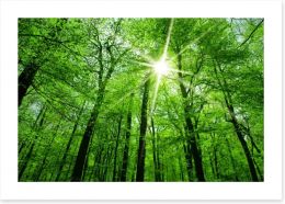 Forests Art Print 82385995