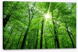 Forests Stretched Canvas 82385995