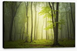 Forests Stretched Canvas 83105381