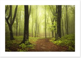 Forests Art Print 83306063