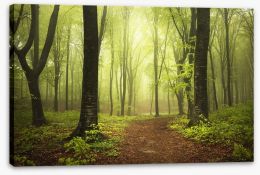 Forests Stretched Canvas 83306063