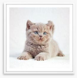 Kitten eyes Framed Art Print 84534368