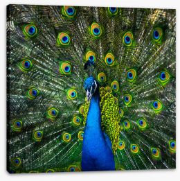 Birds Stretched Canvas 84682336