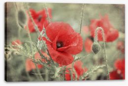 Vintage poppy Stretched Canvas 84934837