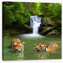 The tigers and the waterfall Stretched Canvas 85029735