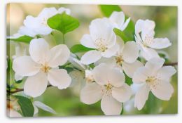 Blooming apple flowers Stretched Canvas 85238164