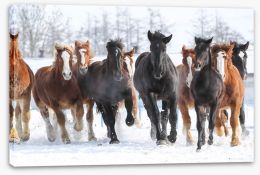 Winter gallop Stretched Canvas 85486192