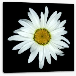 Flowers Stretched Canvas 85538024