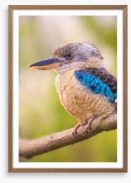 Blue-winged kookaburra Framed Art Print 86149524