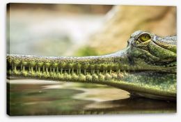 Reptiles / Amphibian Stretched Canvas 86616962