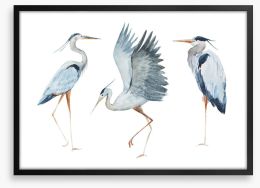 Three heron birds Framed Art Print 87462261