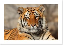 Bengal tiger at rest Art Print 88747131