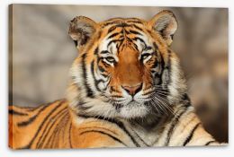 Bengal tiger at rest Stretched Canvas 88747131