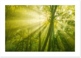 Forests Art Print 88867016