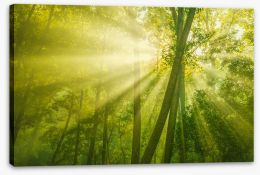 Forests Stretched Canvas 88867016