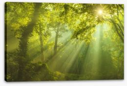 Forests Stretched Canvas 88868942