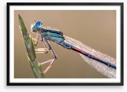Insects Framed Art Print 89373517