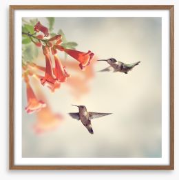 Ruby throated hummingbirds Framed Art Print 90148295