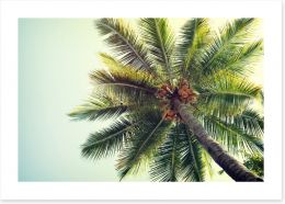 Coconut palm Art Print 90191957