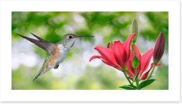 Iridescent hummingbird Art Print 90441105